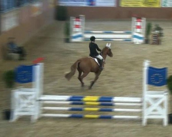 jumper La Traviata 44 (German Riding Pony, 2004, from Timberland)