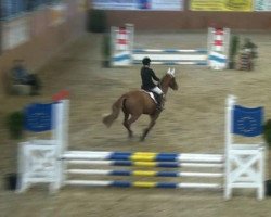 jumper La Traviata 44 (German Riding Pony, 2004, from Timberland)