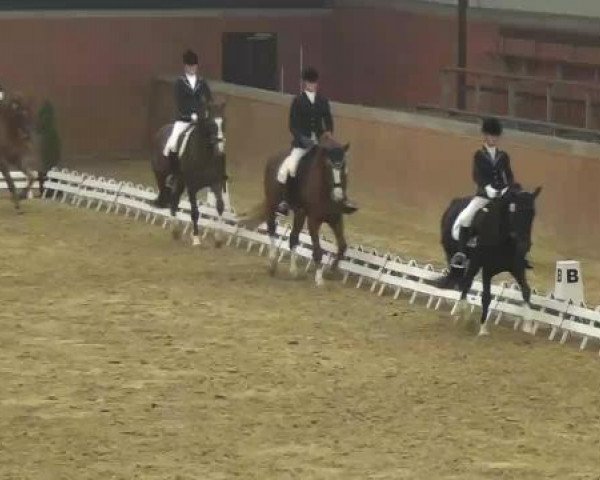 dressage horse Estephania H (Rhinelander, 2004, from Ehrentusch)