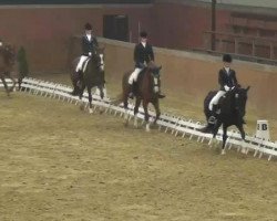 dressage horse Estephania H (Rhinelander, 2004, from Ehrentusch)