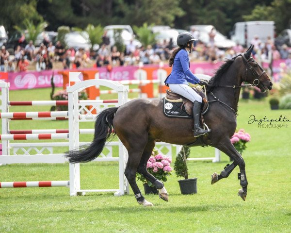 jumper Hublot (KWPN (Royal Dutch Sporthorse), 2012, from Diarado)