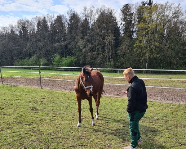 horse KAS Loreana (Westphalian, 2021, from Capistrano 2)