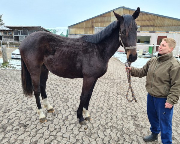horse Filiano (Hanoverian, 2020, from Fidertanz)