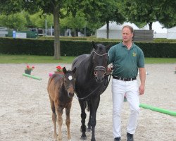 horse Carbows Magic Moonlight (German Riding Pony, 2022, from Magic Friday B WE)
