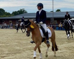 dressage horse Dancing Boy 26 (German Riding Pony, 2019, from Dancing Fox 2)