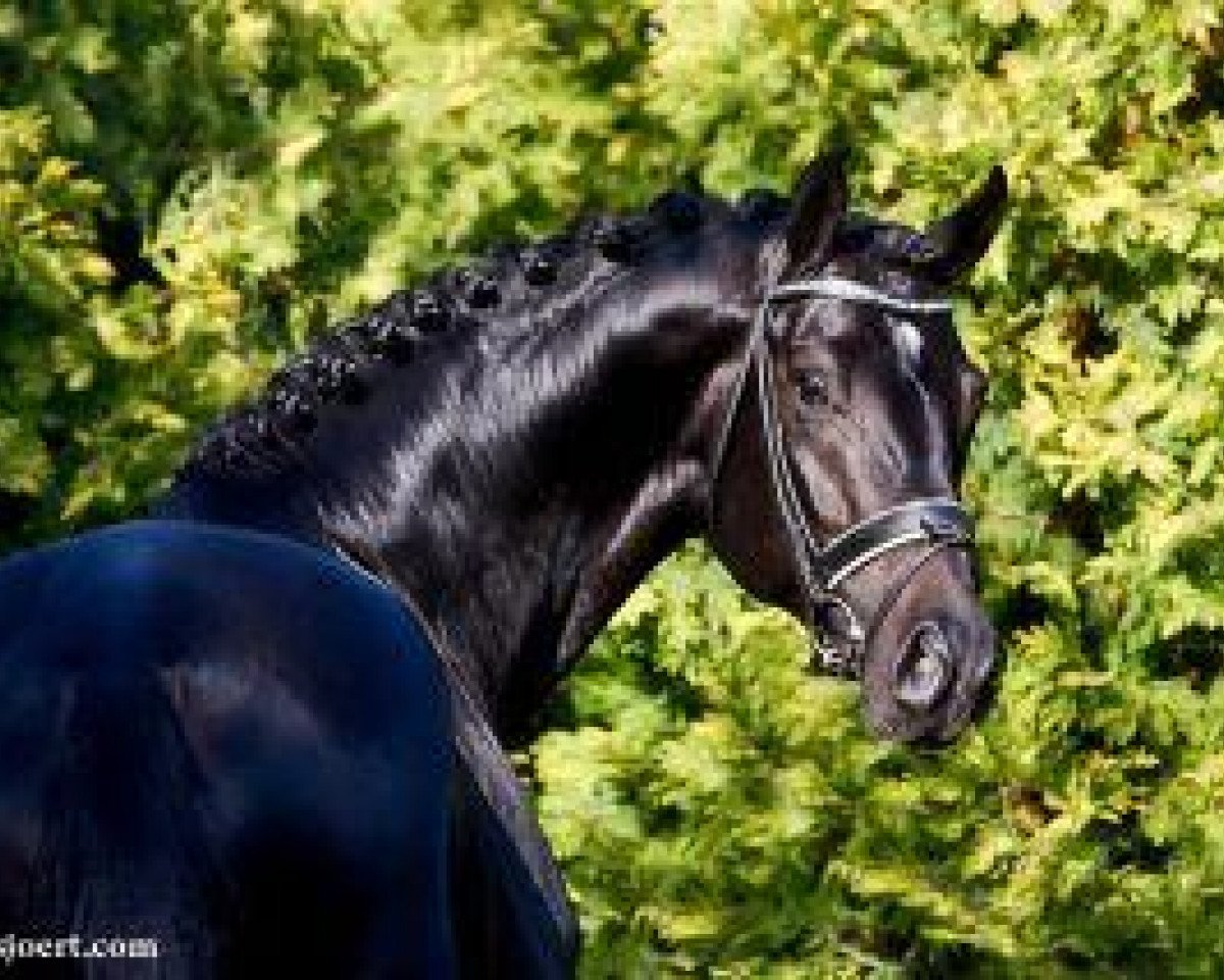 stallion Jack Sparrow S (Oldenburg, 2007, from Glock's Johnson Tn)