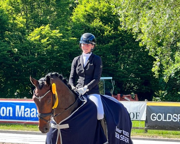 dressage horse Ferrantino 2 (Hanoverian, 2017, from Fürst Belissaro)