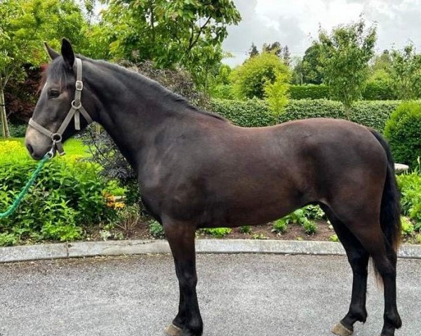 horse Andelise Boldric (Connemara Pony, 2020, from Western Boy)