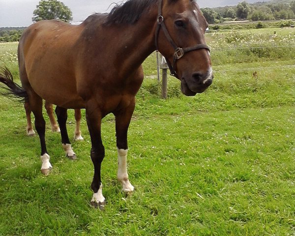 Dressurpferd Präsident M (Hessisches Warmblut, 1992, von Philippo)