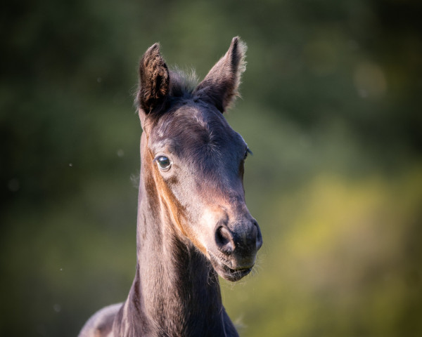 Pferd Firlefranz III (Oldenburger, 2022, von Franziskus FRH)