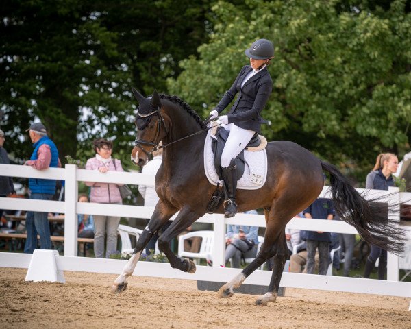 dressage horse Dandelino 6 (Oldenburg, 2015, from Danciano)