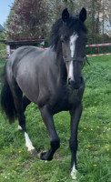 jumper Calamia (Holsteiner, 2019, from Casall Ask)