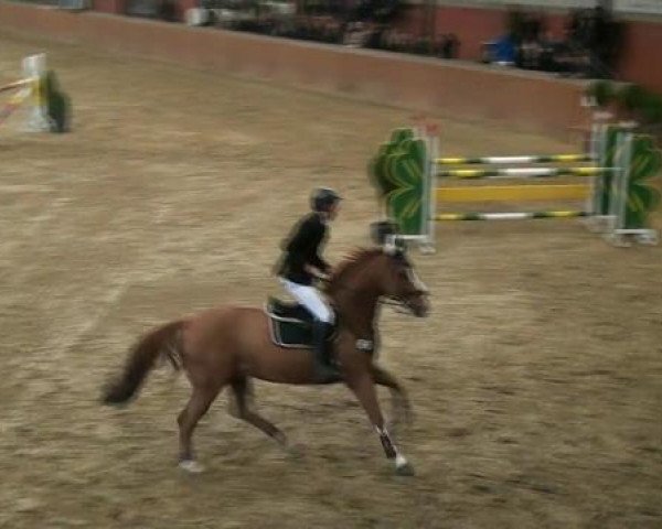 jumper Zodiaque (Oldenburg, 1997, from Zapateado 128 FIN)