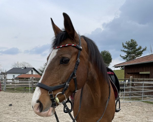 horse Calimba de Luna (German Warmblood, 2007, from Aquarell)