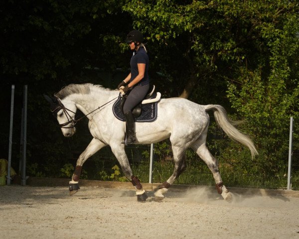 jumper Corless (Holsteiner, 2012, from Colbert GTI)