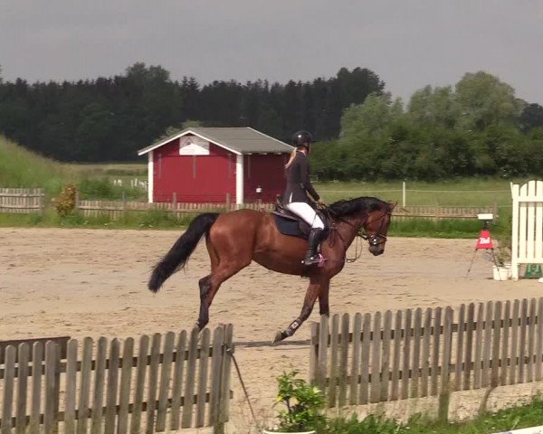 Reitturnier Schülp / Rendsburg 2022