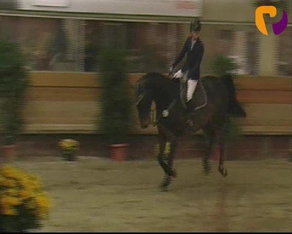 jumper Mr.Gatsby (Westphalian, 1997, from Grandeur)