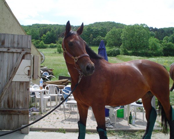 horse Fürstin (Thuringia, 1991, from Adio 1373)