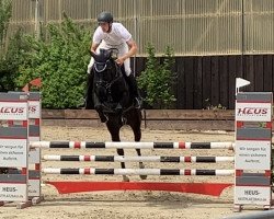 broodmare Sonnenblümchen (KWPN (Royal Dutch Sporthorse), 2017, from Mtf Starpower)