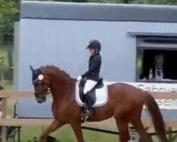 dressage horse Good Luck MVP (KWPN (Royal Dutch Sporthorse), 2011, from Uphill)