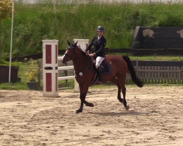 Reitturnier Schülp / Rendsburg 2022