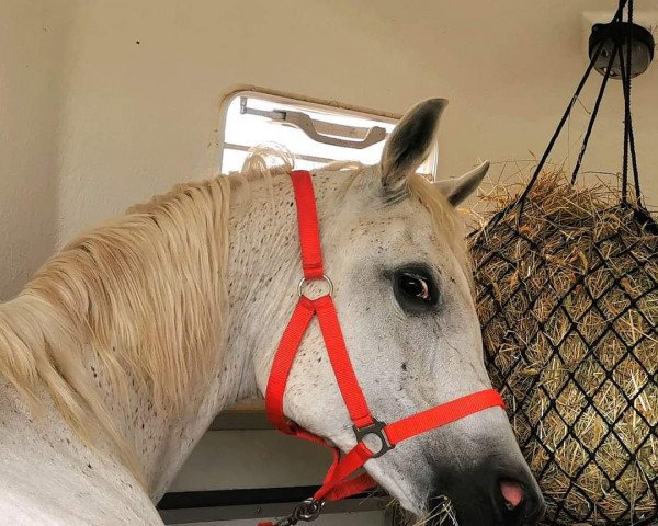 broodmare Nastrada ox (Arabian purebred, 1999, from Kubinec 1987 ox)