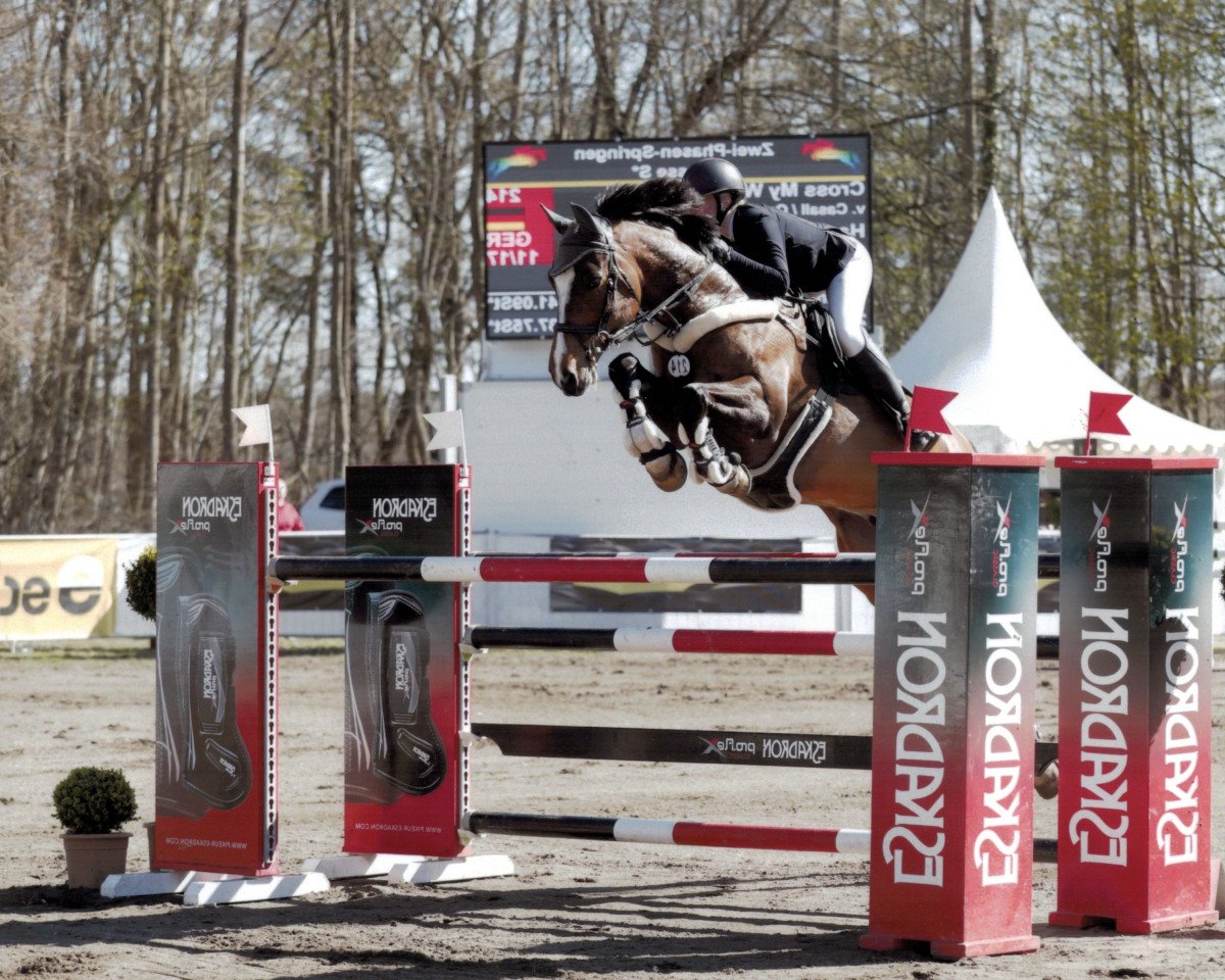 jumper Cross My Way (Holsteiner, 2009, from Casall Ask)