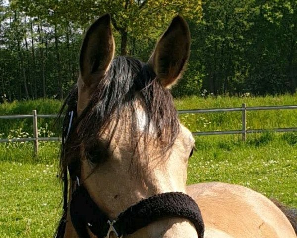 broodmare Graziana (German Riding Pony, 2017, from HET Golden Dream)