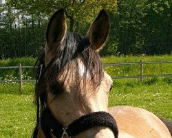 broodmare Graziana (German Riding Pony, 2017, from HET Golden Dream)