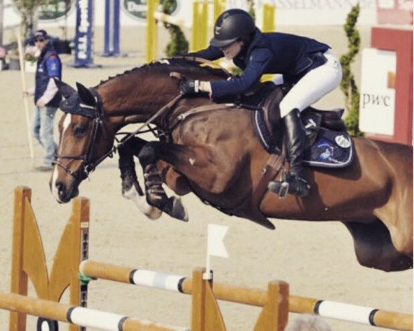 broodmare Contendra 22 (Hanoverian, 2003, from Contendro I)