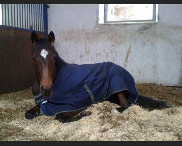 dressage horse Roccavella (Bavarian, 2004, from Rivero II)