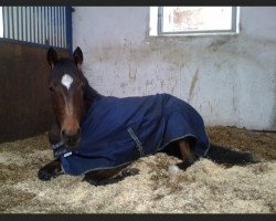 dressage horse Roccavella (Bavarian, 2004, from Rivero II)