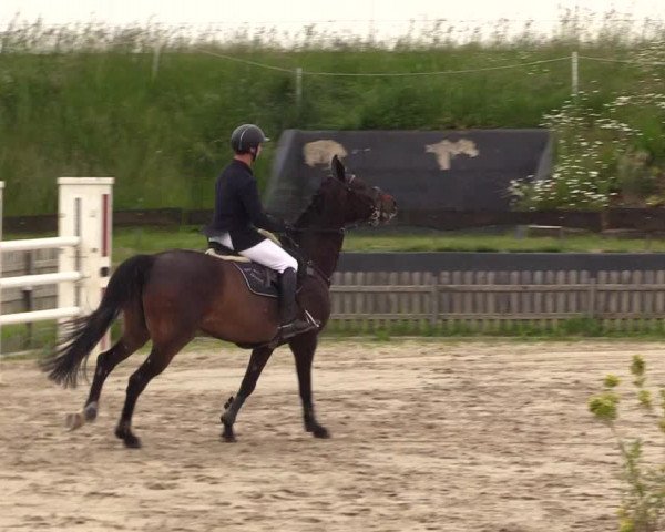 Reitturnier Schülp / Rendsburg 2022