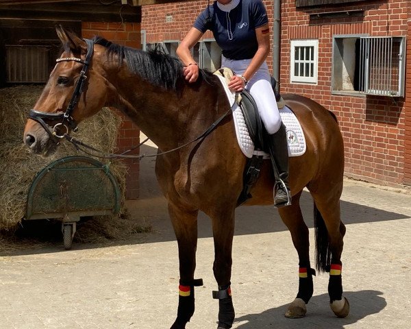 dressage horse Paul H (Westphalian, 2005, from Pik Labionics) dressage horse Paul H (Westphalian, 2005, from Pik Labionics)