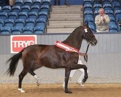 broodmare Don Romina (Danish Warmblood, 2003, from Don Schufro)