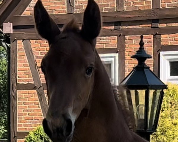 stallion Nabab Champ ZD (Holsteiner, 2022, from Nabab de Rêve)