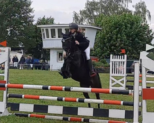 Springpferd Kamillo 3 (Deutsches Reitpony, 2018, von Kwept)