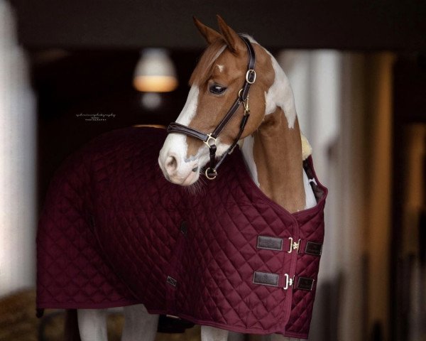 Springpferd Rienke van de Hoge Dijken (Belgisches Warmblut, 2017, von Dylon)
