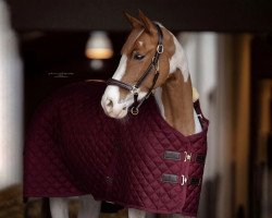 jumper Rienke van de Hoge Dijken (Belgian Warmblood, 2017, from Dylon)