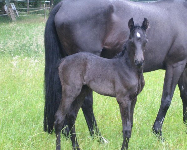 broodmare Doris Day HK (Hanoverian, 2022, from Diathletico FRH)
