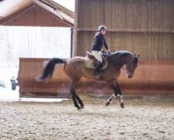 jumper Balto du Blondel (Selle Français, 2011, from Helios de la Cour II)