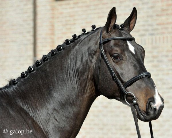 stallion de Vleut (KWPN (Royal Dutch Sporthorse), 2008, from Guccio)