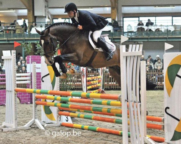 stallion Quite Donaldson II (Belgian Warmblood, 2008, from Quidam de Revel)