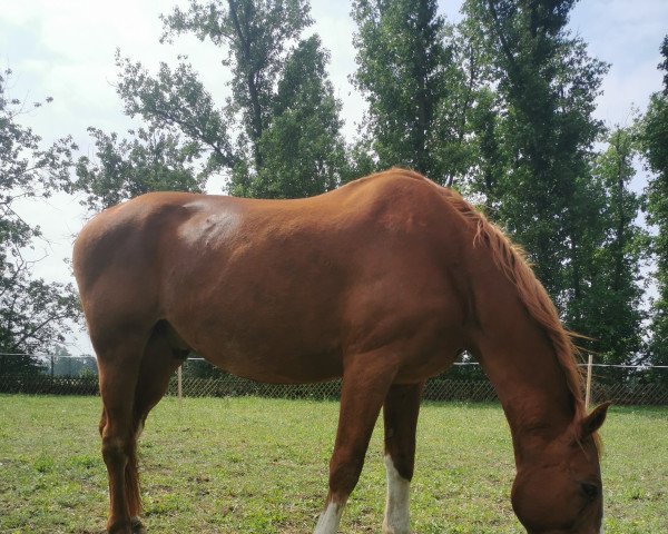 dressage horse Espri Royale (Hanoverian, 2002, from Espri)