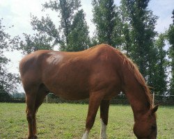 Cavallo da Dressage Espri Royale (Hannoveriano, 2002, di Espri)