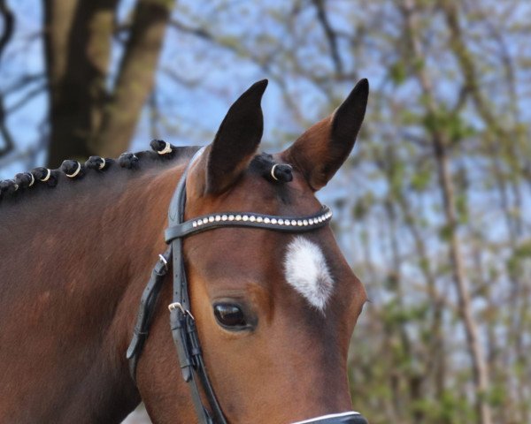 horse Velvet vom Derkingshof (German Riding Pony, 2018, from VIP 2)