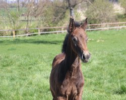 horse Avelina (Westphalian, 2022, from Aviador)