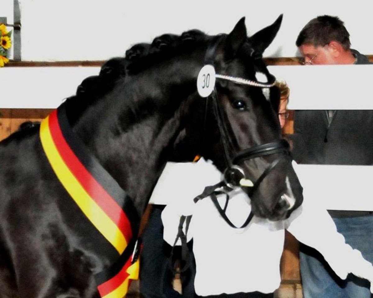 Deckhengst Bünteeichen Ricardo (Deutsches Reitpony, 2008, von Proud Rocketti)