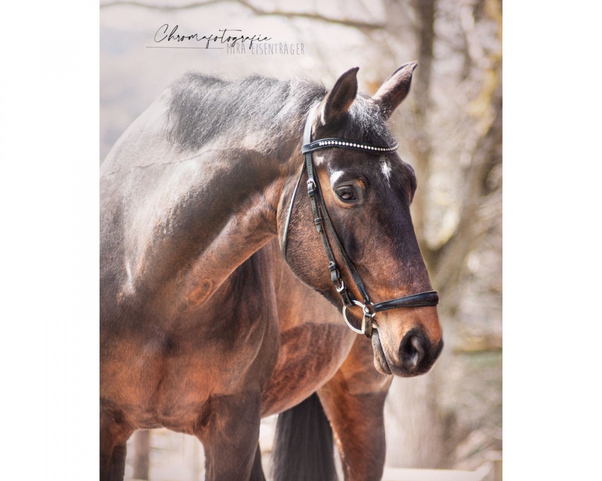 broodmare Nutella 15 (German Sport Horse, 2008, from Nikidam du Chateau)