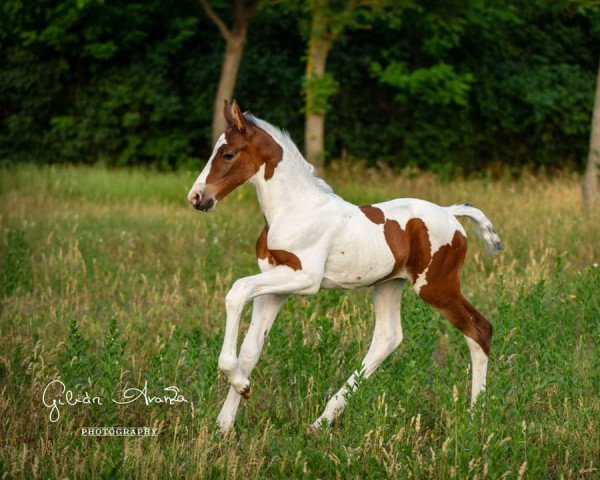 horse Lemuria de Gilián (Hungarian Warmblood, 2022, from Zapatero VDL)